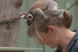 Сотрудница зоопарка выкормила лемура