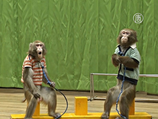 Корейцы смотрят обезьянье шоу на удачу