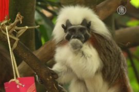 В зоопарке Сингапура чествуют обезьян