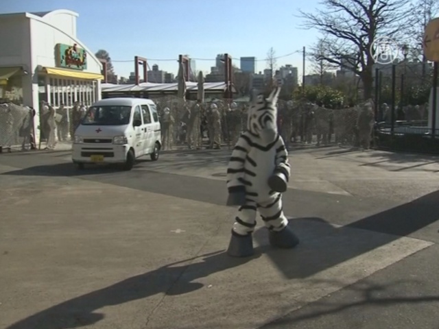 Как в токийском зоопарке ловили «зебру»