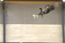 Орлов учат перехватывать дроны-нарушители