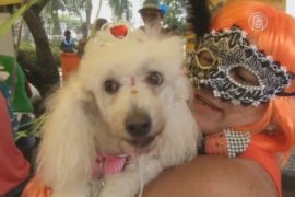 «Собачий карнавал» состоялся в Рио-де-Жанейро