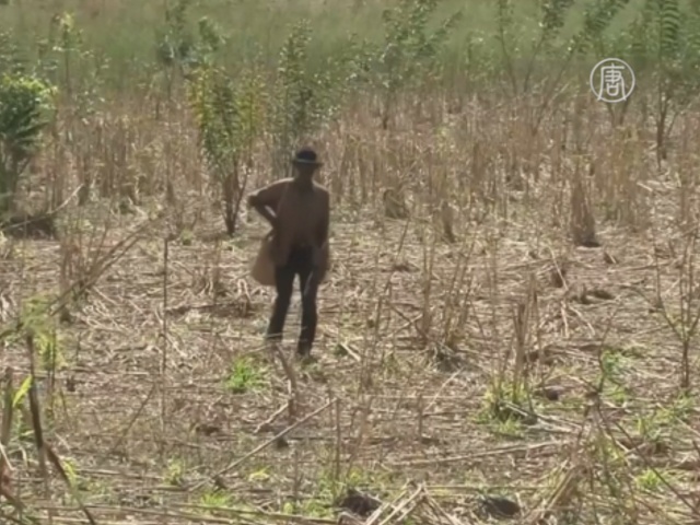 Гаити грозит голод из-за засухи