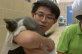 Австралийцев призывают не выбрасывать котят