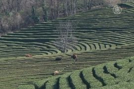 Производство краснодарского чая переживает кризис