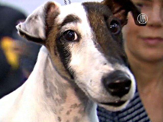 К Вестминстерскому дог-шоу готовятся сотни собак