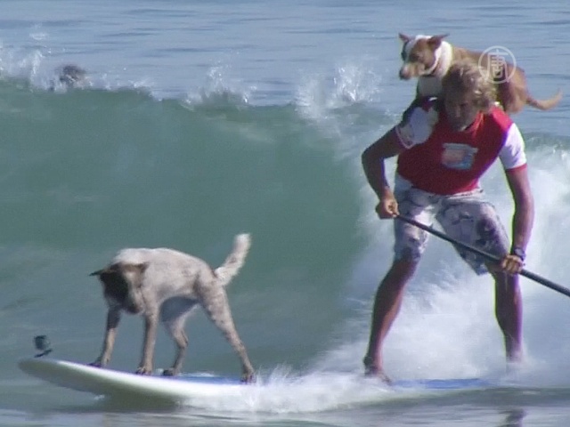 Австралиец призывает воспитывать собак сёрфингом