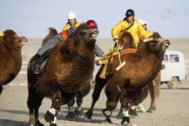 В Монголии проходит Фестиваль верблюдов
