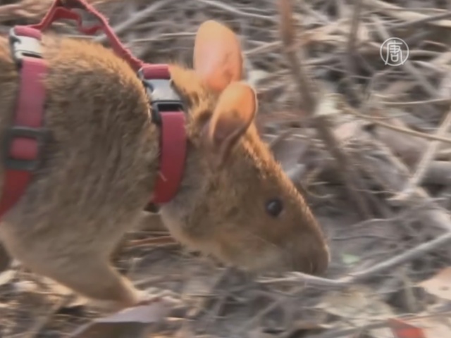 Гигантские крысы помогают искать мины в Камбодже