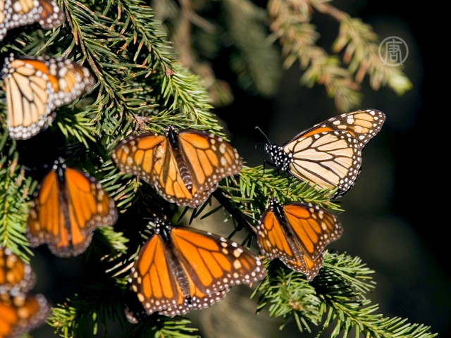 Популяция бабочек монархов увеличивается