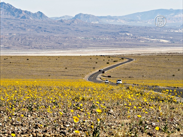 Миллионы жёлтых цветов украсили Долину смерти