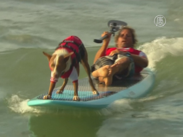 Австралийские сёрфингисты взяли собак на доску