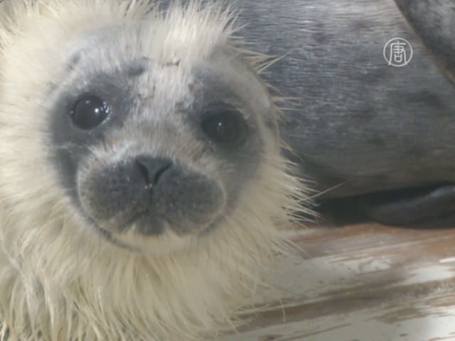 Тюленёнок стал «звездой» морского парка в Японии