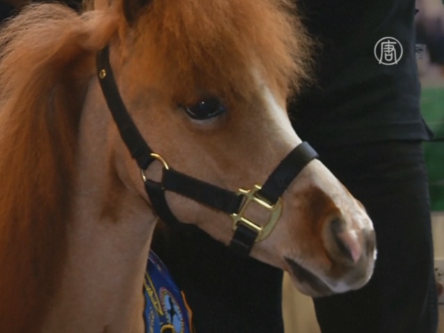 Мини-лошадь лечит детей в Нью-Йорке