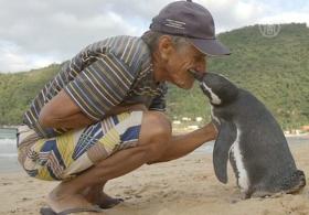 Пингвин каждый год возвращается к своему спасителю