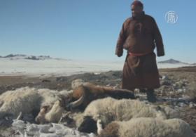 В Монголии от голода гибнет скот