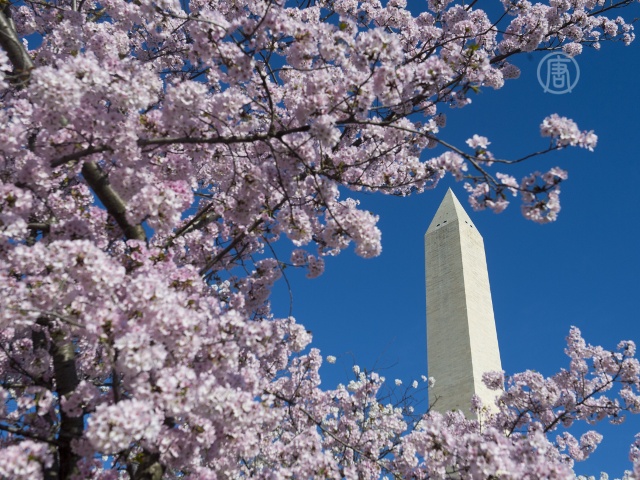 Сакура цветёт на фоне Монумента Вашингтона