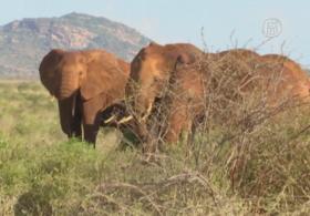 Для слонов в Кении построят подземные переходы
