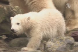 Германия: публике представили белого медвежонка