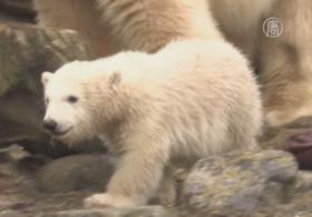 Германия: публике представили белого медвежонка