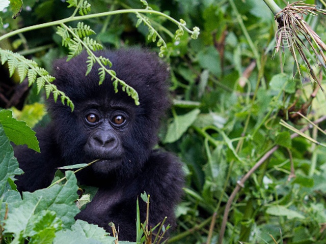 Крупнейшим приматам планеты угрожает вымирание