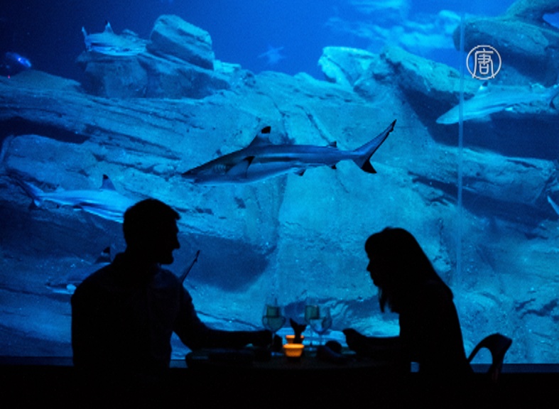 Пара из Китая провела ночь в окружении акул