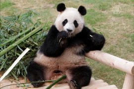 Южнокорейцы впервые за 20 лет увидели панд