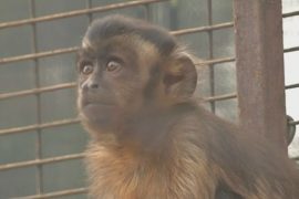 В ЮАР спасли 60 истощенных обезьян
