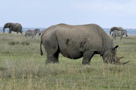 В Кении сохраняют вымирающий подвид носорога