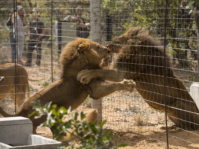 Львы, спасенные из цирков Перу, прибыли на родину