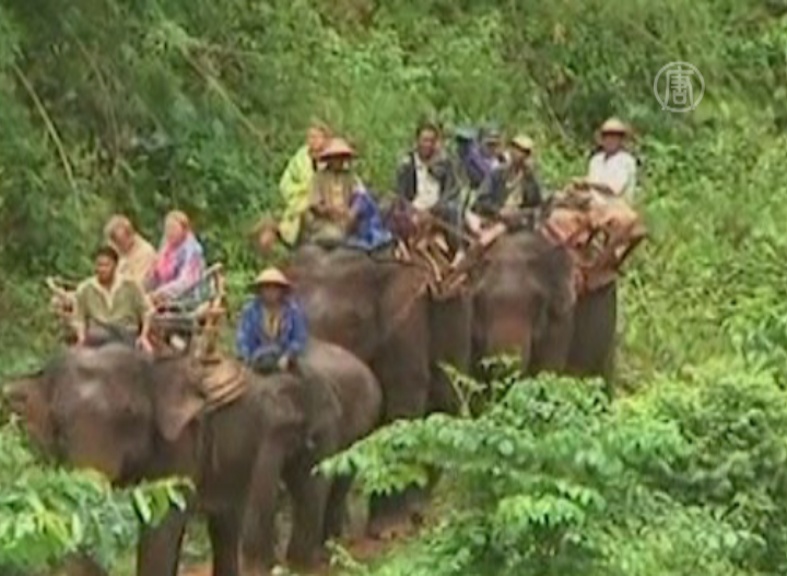 Дом престарелых для слонов привлекает туристов