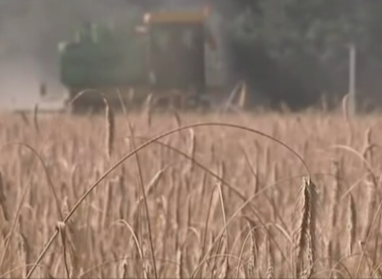 Урожай зерновых в России увеличится