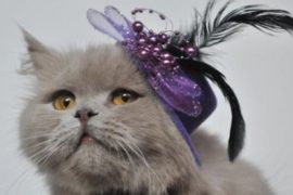 Всё для ухода за кошкой