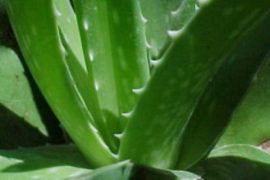 Уникальное средство для волос и кожи