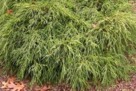 За уникальными растениями – в  Россельхозпитомник