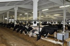 Качество молока и молочной продукции