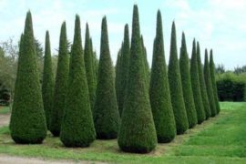 Деревья крупномеры и туи в ландшафтном дизайне?