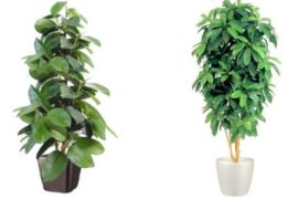 Искусственные растения в интерьере офиса