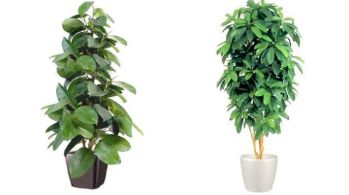 Искусственные растения в интерьере офиса