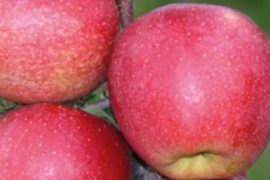 Яблочный сад – хранитель витаминов