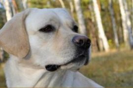 Лаброклуб – будь на одной волне с питомцем