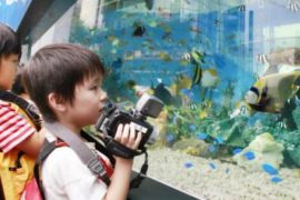 Выбор первого аквариума: с чего начать