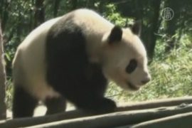 Китайские панды готовятся к переезду в Сингапур