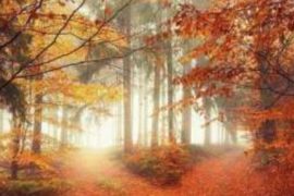 Консультация психолога