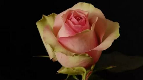 Фантазия цветов