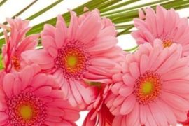 Цветы на Татьянин день