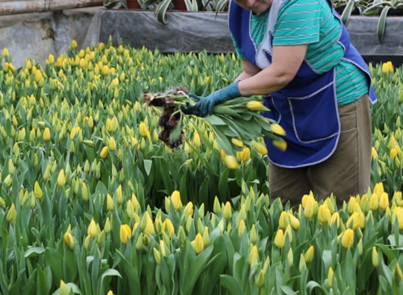 Первые тюльпаны срезали в оранжерее ВДНХ к 8 марта