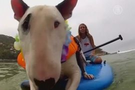 Чемпионат по сёрфингу для собак прошёл в Бразилии