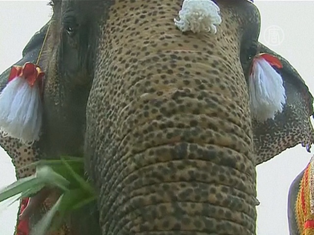 Тайцы угощают слонов фруктами в честь праздника