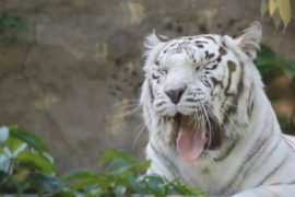 В зоопарке Москвы празднуют День тигра
